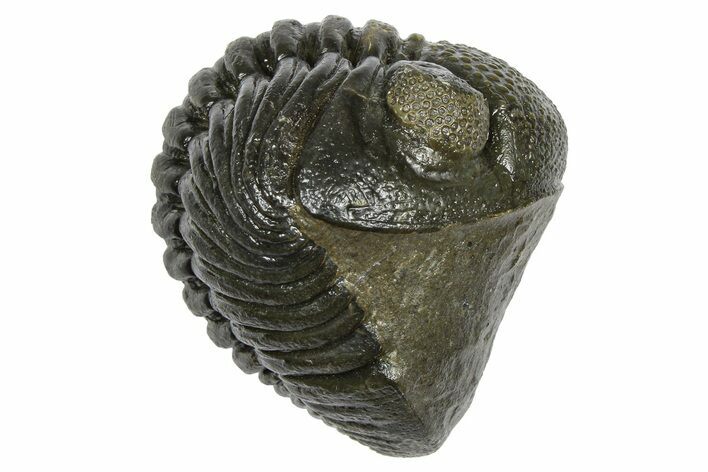Wide, Curled Pedinopariops Trilobite - Excellent Eye Facets #372393